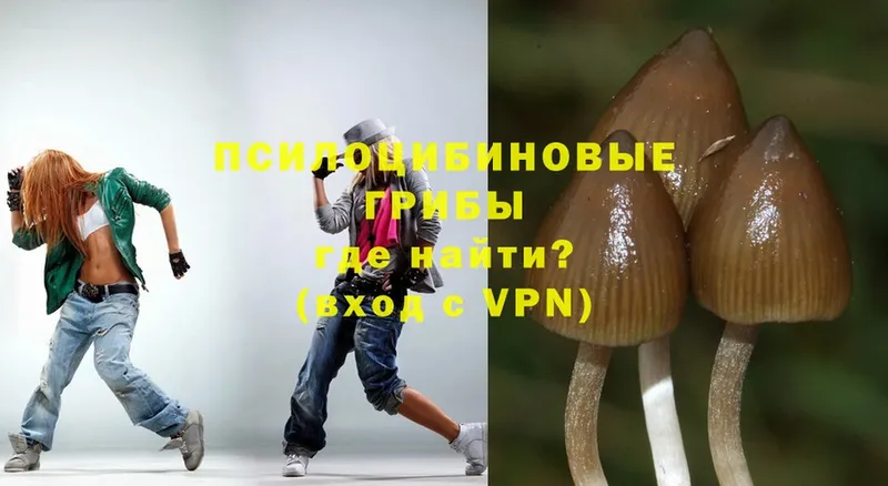 Псилоцибиновые грибы Psilocybe  Нижнекамск 